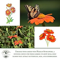 Mexican Sunflower Seeds