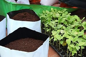 Bio Blooms Poly Grow Bags Of 20X20X35 Cms, Uv Stabilized, Long Life Bags For Small And Medium Plants. [20 Cms(L)X20 Cms(W)X35 Cms(H)] Pack Of 40