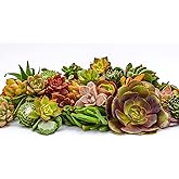 Live Succulent Cuttings (100 Pack) &ndash; Assorted Succulent Cuttings (2 to 3 inches) &ndash; Succulent Cuttings in Bulk &ndash; Succulent Market