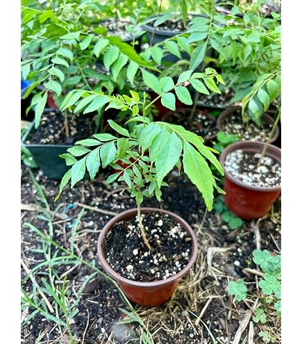 Amazon.com : Curry Leaf Plant Gamthi Variety - Starter Plant - Read  Description Before Ordering | Size: 2 Inch to 3 Inch | Ships with no Soil |  Organically Grown : Patio, Lawn & Garden