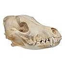 Real Bone Coyote Skull