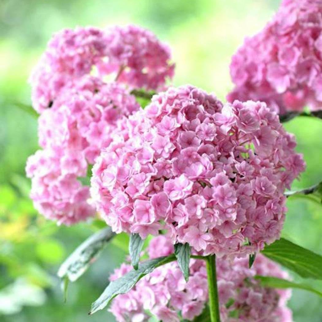 Feriay Seeds-20 pcs/Pack Hydrangea Seed Bonsai Flower Seeds Hydrangea Perennial Garden Home Flowers