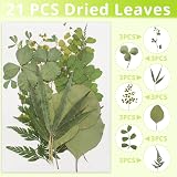 Cinvo 63 Pcs Real Dried Leaves with Tweezers Assorted DIY Craft Set 2023 view 2