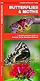 Butterflies Amp Moths A Folding Pocket Guide To Familiar