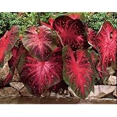 Caladium Red Flash,(10 Bulbs) Thrives in Heat and Humidity, Elephant Ears