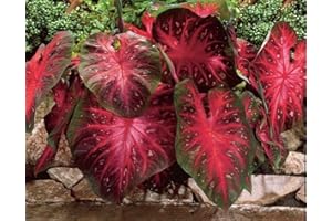 UNKNOWN Caladium Red Flash,(10 Bulbs) Thrives in Heat and Humidity, Elephant Ears