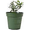 9GreenBox - Dwarf Pomegranate Tree - 4'' Pot