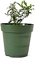 9GreenBox - Dwarf Pomegranate Tree - 4'' Pot