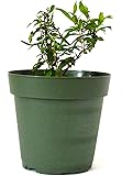 9GreenBox - Dwarf Pomegranate Tree - 4'' Pot