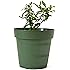 9GreenBox - Dwarf Pomegranate Tree - 4'' Pot