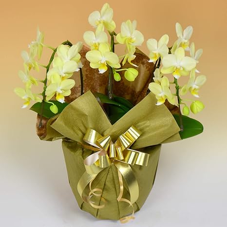 Amazon 胡蝶蘭専門店はなやか 胡蝶蘭 黄色ミディ 3本立ち ギフト 生花 生産直売 ラッピング 札は ギフトの設定 をしてください 観葉植物 オンライン通販