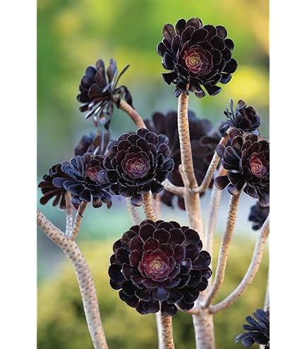 Amazon.com : Live Aeonium Black Rose Plant in 4 Inc Pot Succulent Garden  Planting Ornaments Perennial Garden Simple to Grow Pots Gifts : Patio, Lawn  & Garden