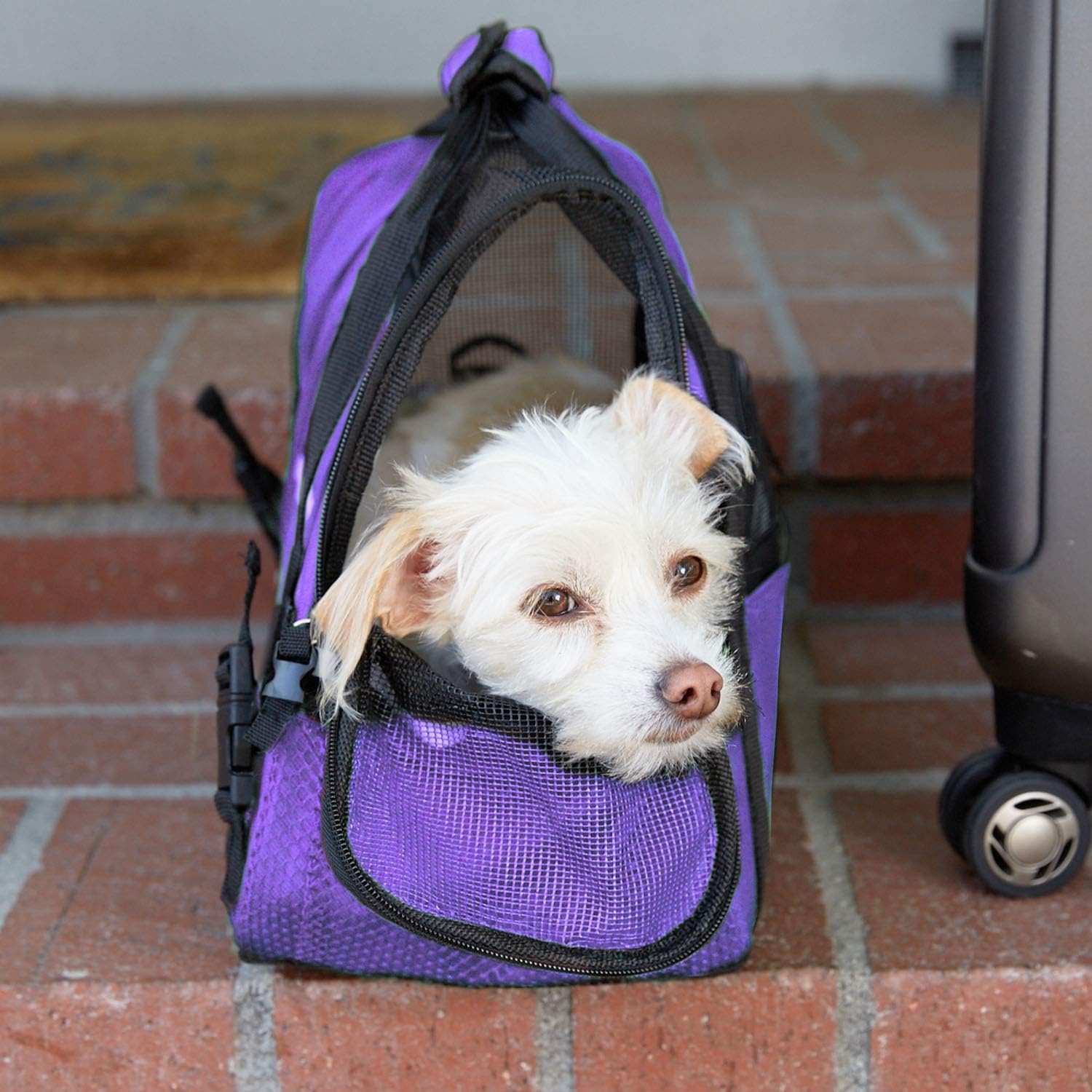 Paws & Pals Airline Approved Pet Carrier - Soft-Sided Carriers for Small Medium Cats and Dogs Air-Plane Travel On-Board Under Seat Carrying Bag with Fleece Bolster Bed for Kitten Cat Puppy Dog Taxi : Pet Supplies