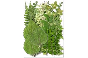 TOPFUNNY 35Pcs Dried Pressed Flowers Leaves for Crafts Art DIY Preserved Natural Herbs Ferns Real Assorted Dry Greenery Leaves Plant Leaf for Resin Paper Making Bookmarks Decor Cakes Candles Handmade Green