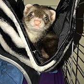 wysong ferret epigen 90 digestive support