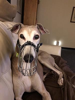 sighthound muzzle