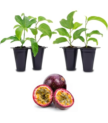 Sementes Maracuja Gigante (Passiflora Quadrangularis) - Preço: €2.50 - Foto 11