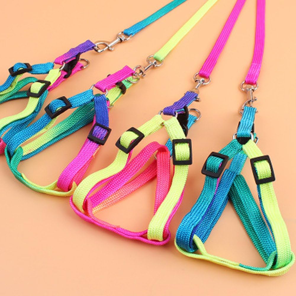 kitten collar and leash