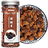Plant Gift Raw Organic Wild Chaga Mushroom Tea
