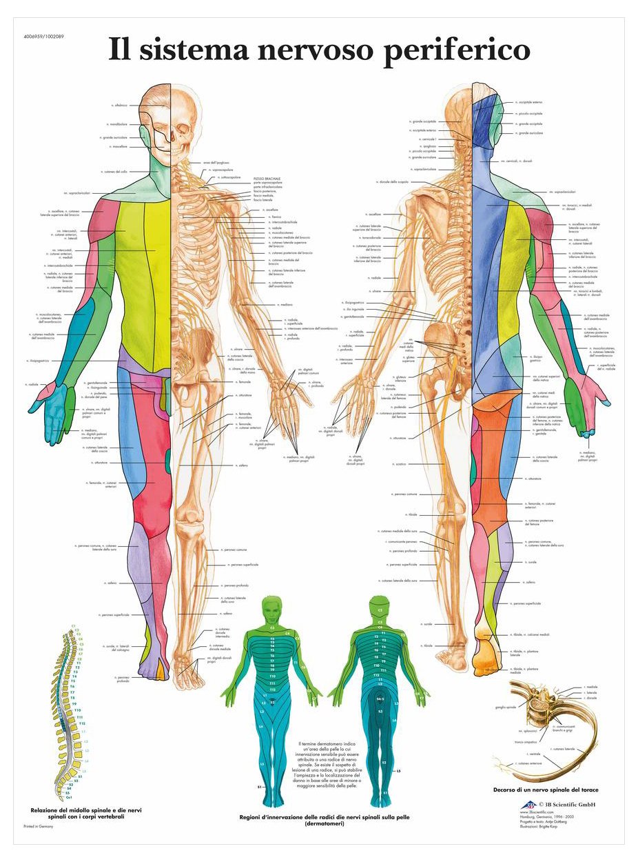 3B Scientific – Laminated Reflex Zones Massage Chart – UV & Dust-Protected Anatomy Poster for Study, Teaching & Clinics