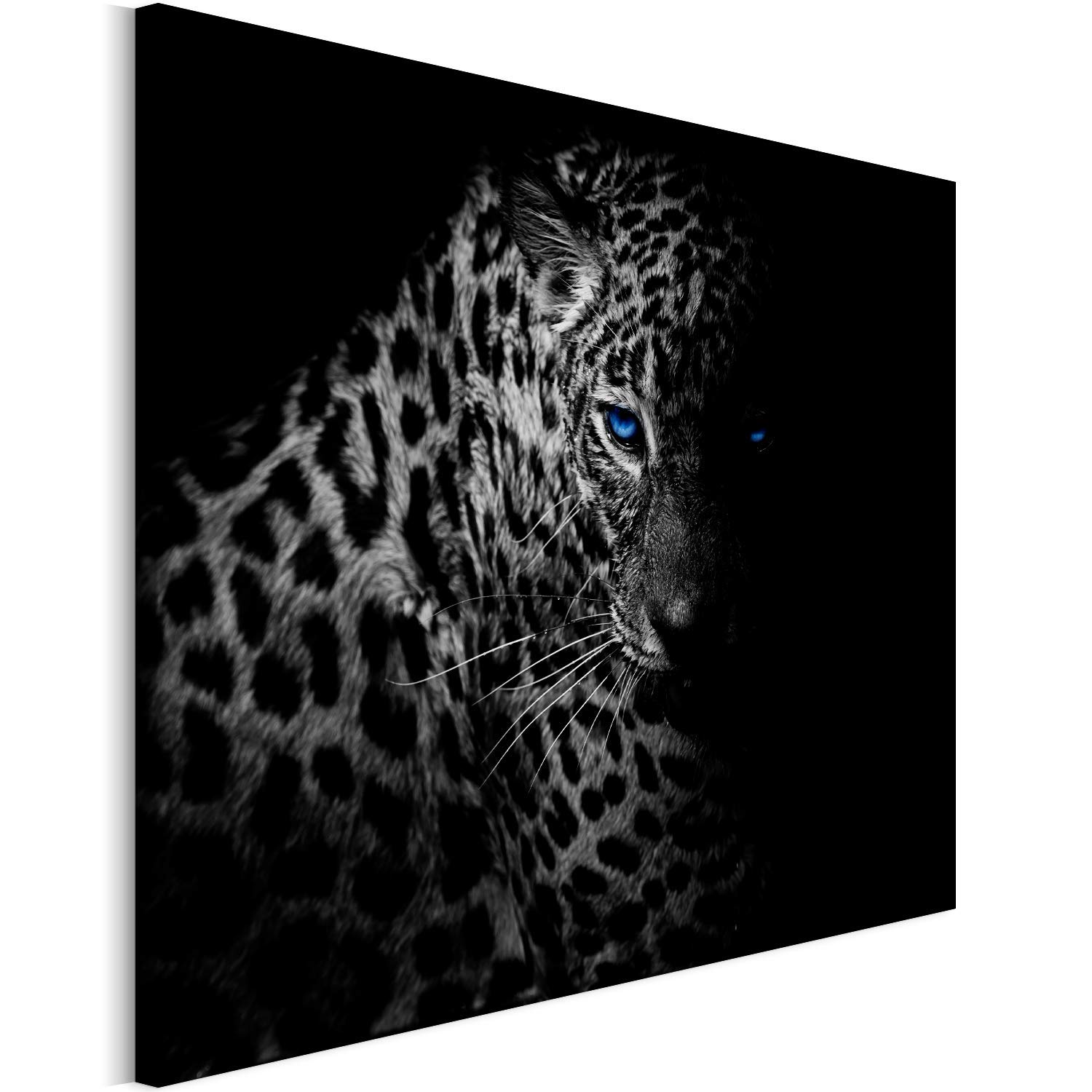 Intense Blue eyes black and white snow leopard  Size:70x70 cm