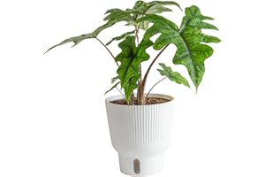 Costa Farms Alocasia Jacklyn, Rare Unique Live Indoor Plant in 6-Inch Self-Watering Plant Pot, Potting Soil, Trending Tropicals Collection, Room and Home Decor