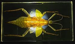 9" Real Giant Jungle Nymph Heteropteryx Dilatata in