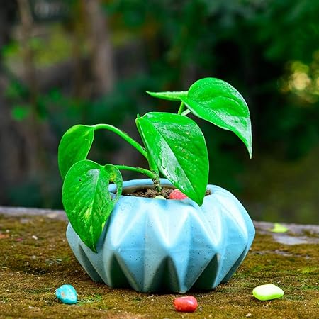 Lyallpur Stores Ceramic Planter Pot Sunflower Shape - Medium (Blue Color, 7.5 cm) Plant Not Included