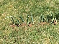 Review Image by capable wife capable wife