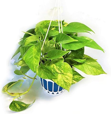 Amazon 観葉植物 ポトス リゾートポトス 斑種 バリエガタ オウゴンカズラ サトイモ科 ハンギング 吊り鉢 緑 グリーン 多年性 常緑 観葉植物 オンライン通販