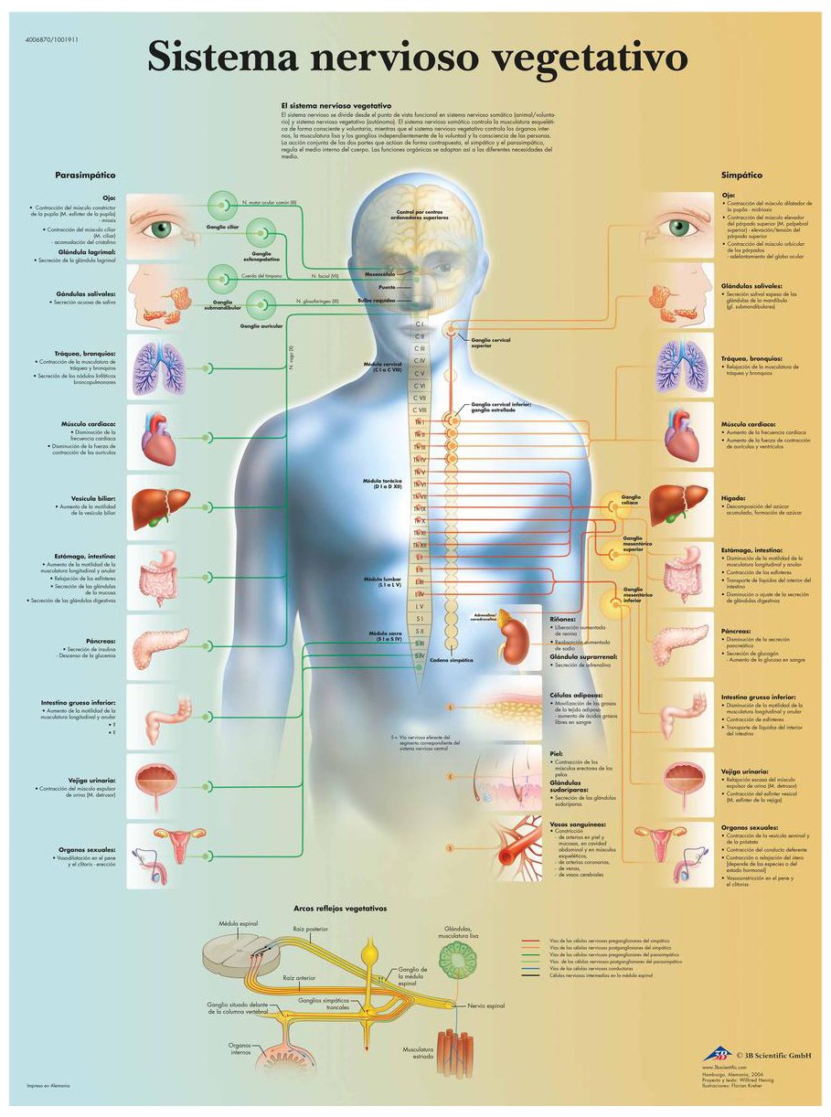 3B Scientific VR3610UU Printed on Paper, Vegetative Nervous System