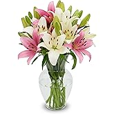 Stargazer Barn 10 Stem Pink &amp; White Lily Bouquet - Without Vase | Fresh Cut Flower Delivery, Hand-Tied in the USA, Gift for Birthday, Anniversary, Sympathy or Home Decor