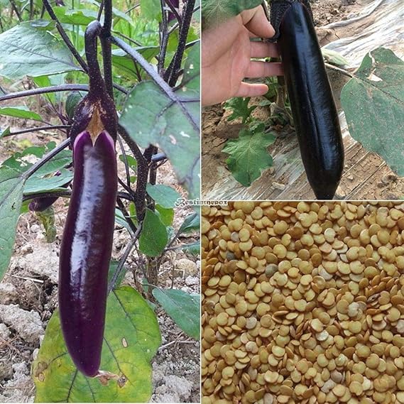 Portal Cool 50pcs Cultivar un huerto casero deliciosas Verduras ...