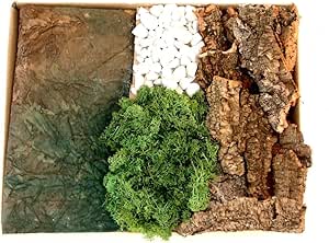 Caja corcho Liquen piedras carta-roccia: Amazon.es: Hogar