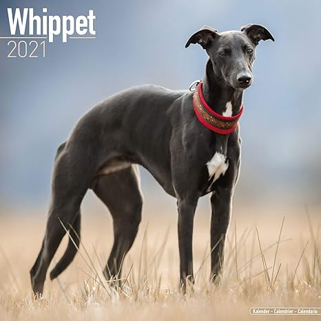 show me a whippet dog