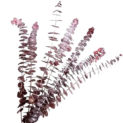 Konservierte Frische Echte Natürliche Eukalyptus Blätter Zweig Matt Blumenstrauß für Wohnkultur (Rote Farbe)