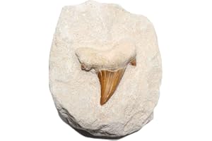 DEY DESIGNS Fossilized Prehistoric Shark Tooth Fossils Wholesale - Real Authentic Shark Tooth - High Grade Fossils
