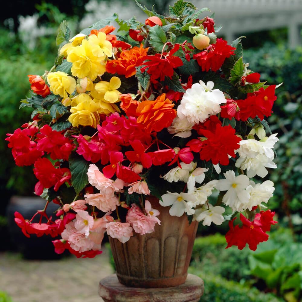 YouGarden Belgian Giant Trailing Begonias x 10 Tubers