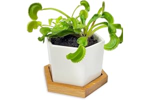 NATURE GIFT STORE Venus Fly Trap Live Plant with White Ceramic Pot + Carnivorous Plant Soil and Live Venus Flytrap