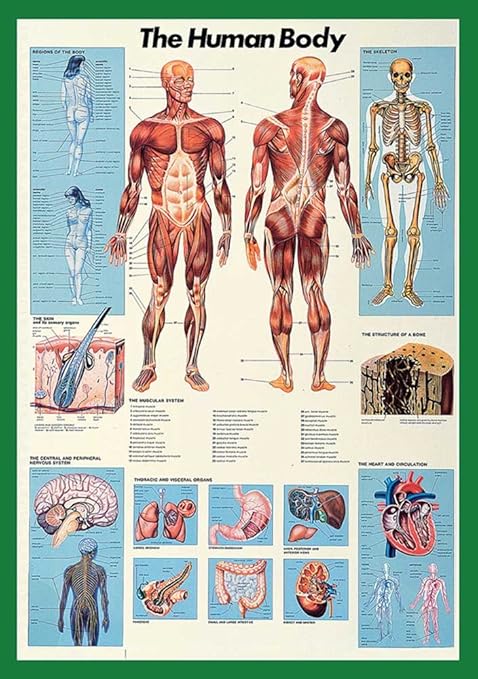 Empire Poster Educativo Motivo Il Corpo Umano In Inglese 68 X 98 Cm Multicolore Mehrfarbig Amazon It Casa E Cucina