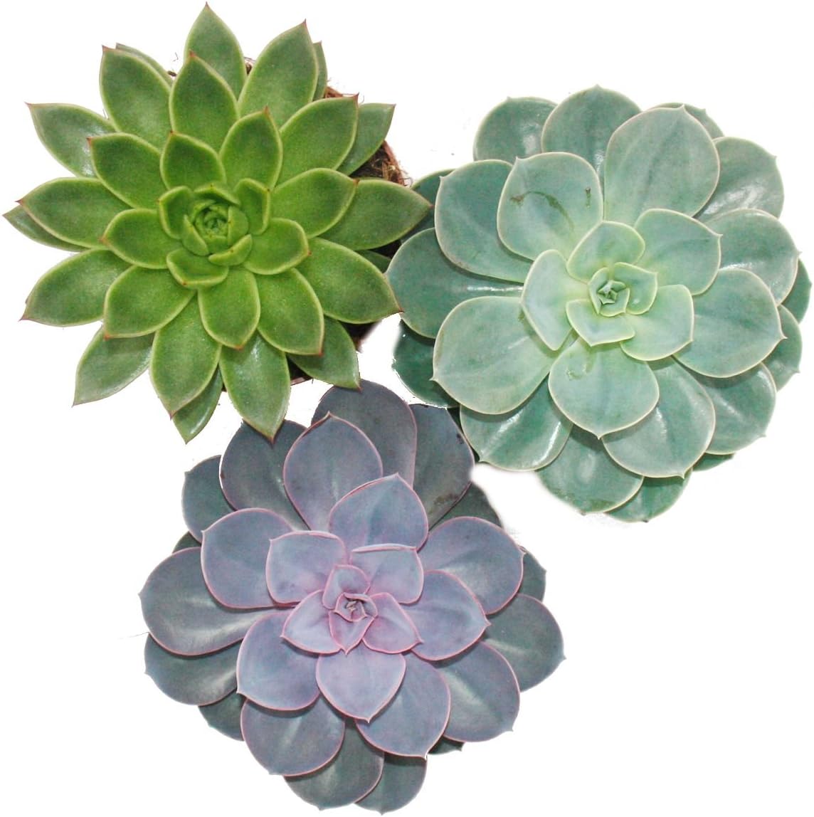 Set de Plantes succulentes - Echeveria