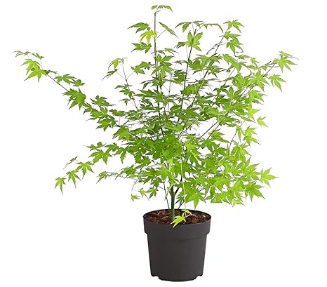 Dehner Fächer-Ahorn'Orange Dream', orange-farbenes Laub, ca. 50-60 cm, Zierstrauch  