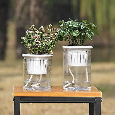 Amazon Co Jp 透明ガーデンポット2pcsを立ち緑色植物の花のジューシーな植物のための自己じょうろプランターポット ミディアムサイズ 大サイズ 2個 サイズ 2個 Size 2 Pcs ホーム キッチン