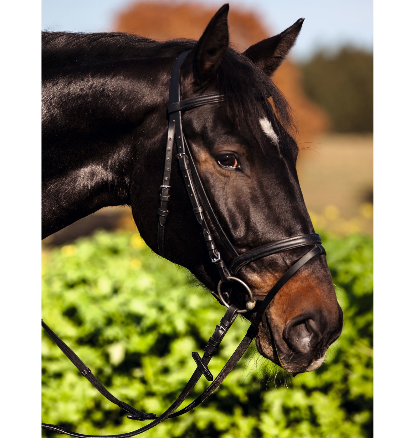 Covalliero Kerbl 32172 Bridle Standard Leather for Warmblood Horses Black