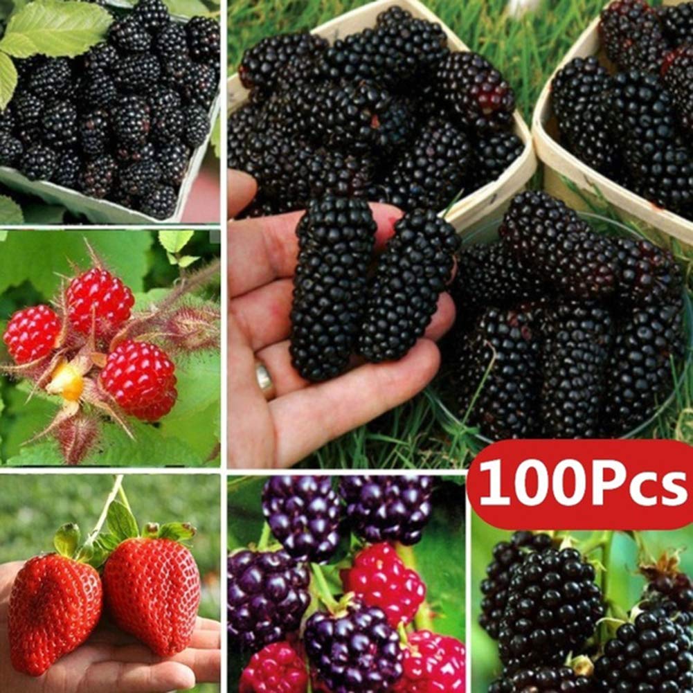 Hvdsfy Funny Planting 100pcs Rare Raspberry Blackberry Strawberry Kiwi Seeds Nutritious Fruits Bonsai Raspberry Seeds Plants Seeds Bulbs Garden Outdoors Vintagematters Co Uk
