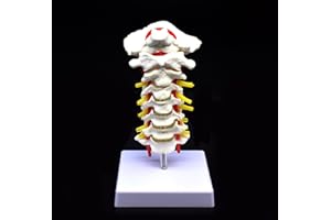 XINDAM Cervical Vertebra Arteria Spine Spinal Nerves Anatomical Model Anatomy for Science Classroom Study Display Teaching Medical Model
