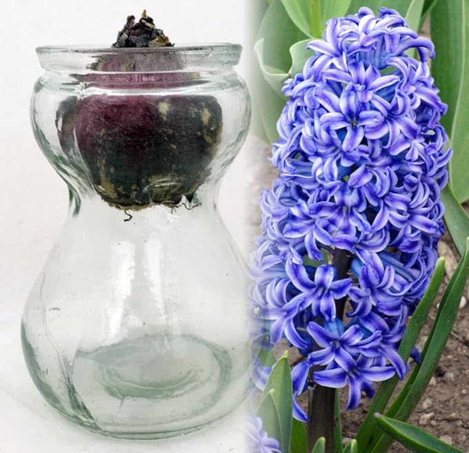 Blue Hyacinth Bulb in Clear Glass Hyacinth Vase Garden