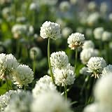 Garden Lawncare Guy Micro Clover Seed UK Pipolina 100 200m2 Ground Cover view 8