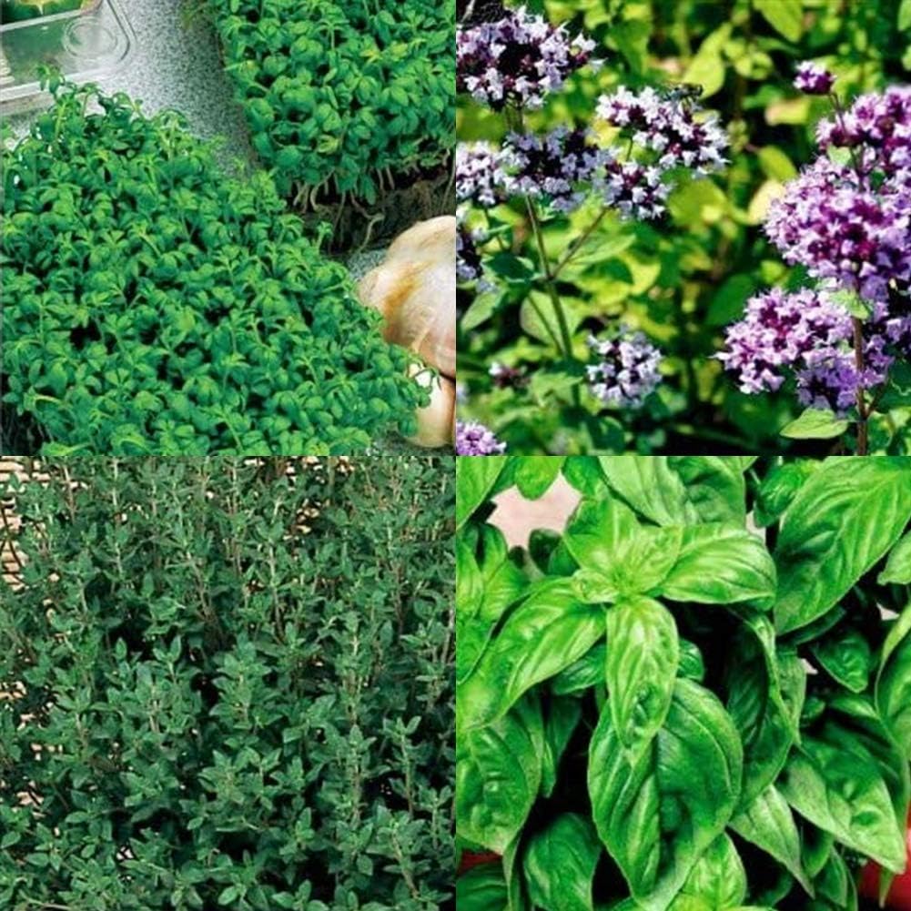 80 piezas de semillas de flores mixtas albahaca dulce