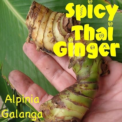 Hot Spicy Thai Ingwer Alpinia Galanga Live Spice Galanga Wurzel Rhizome Amazon De Garten